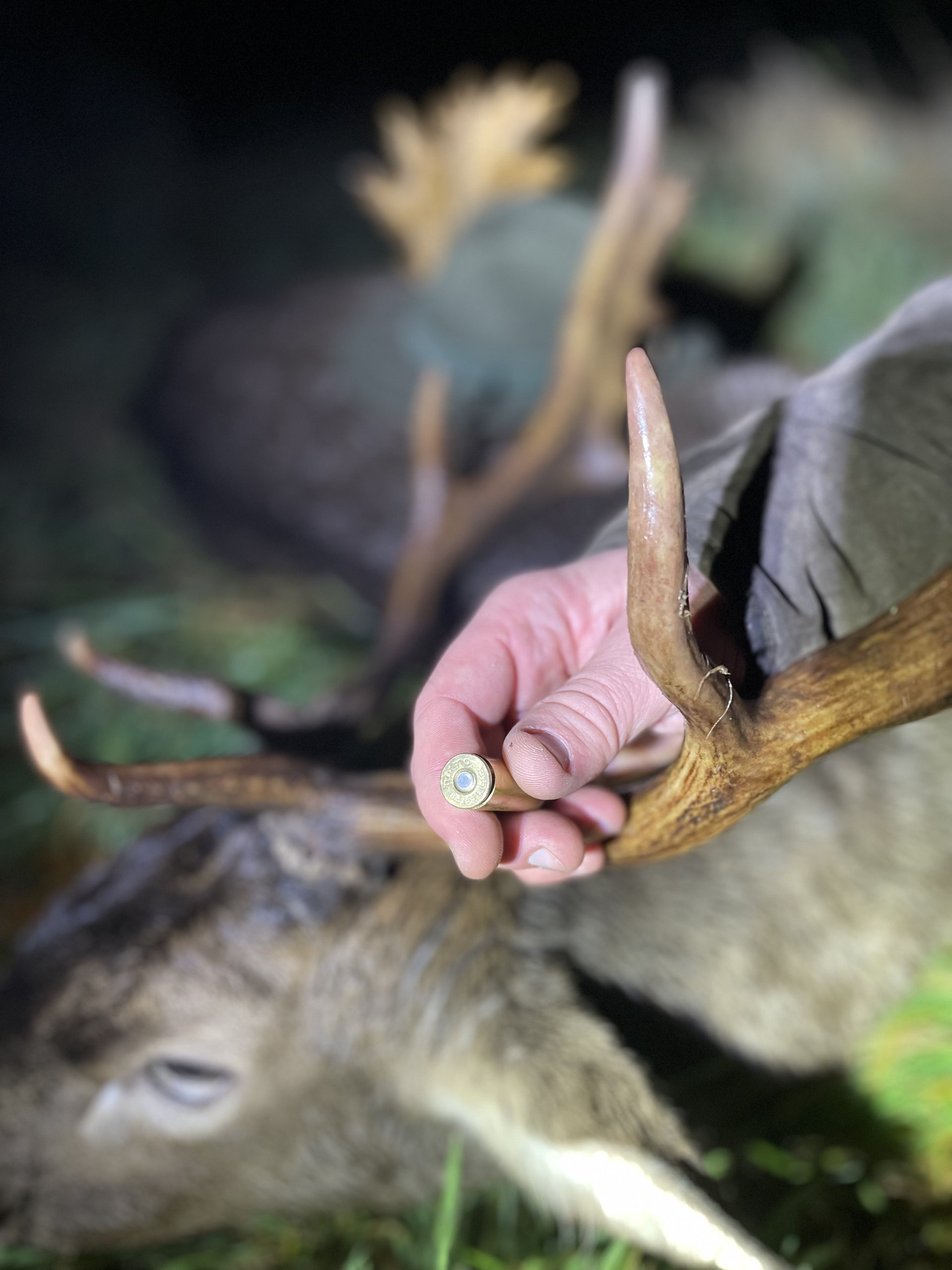 Daněk ulovený s 8,5×55 Blaser