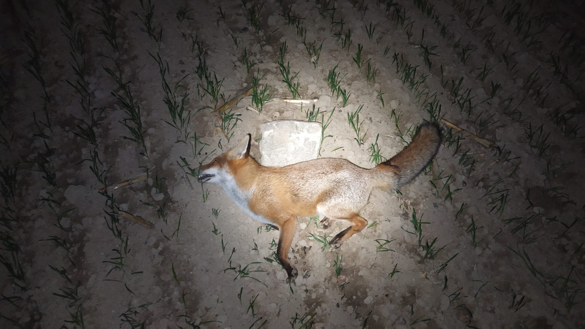 Překvapivý odraz po zásahu lišky – i „čisté“ pole skrývá kameny.